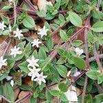 Image result for Richardia scabra