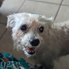 AnimalLuvr's Dream Rescue, Inc