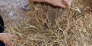 Relative Feed Value Of Hay The Horse
