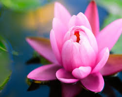 Flowers hd wallpapers in high quality hd and widescreen resolutions from page 2. Beautiful Flowers Wallpaper Hd Wallpapers13 Com