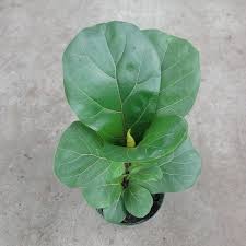 Image result for Ficus lyrata