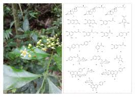 Image result for Trichilia prieuriana