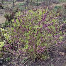 Image result for Daphne mezereum