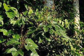 Image result for Manniophyton