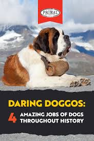 Daring Doggos 4 Amazing Jobs Of Dogs Throughout History Dogs Dog Owners History