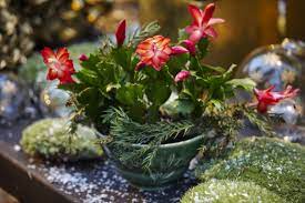 Specifically, the schlumbergera, otherwise known as the christmas cactus. How To Care For Christmas Cactus Indoors Christmas Cactus Plant Care Tips