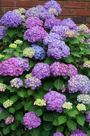 Pin On Heavenly Hydrangea