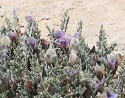 Image result for Anthephora pungens