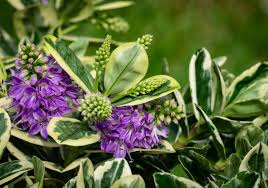 Il ficus benjamina è molto diffuso come pianta ornamentale d'appartamento, soprattutto di piccole dimensioni anche se nello. 5 Piante Invernali Perfette Per Il Tuo Balcone Le Verzeletti