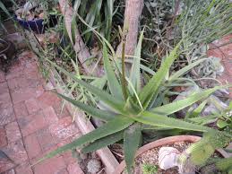 Image result for Aloe bukobana
