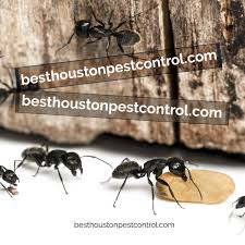 Let us help you take control. Best Houston Pest Control Houston Pest Twitter