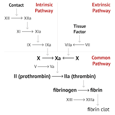 Too little clotting can cause excessive bleeding from blood clots: Interpreting Coagulation Studies Coagulation Medschool