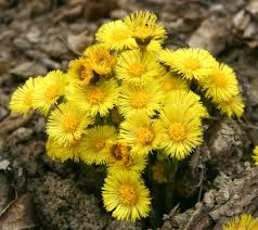 Cette Fleur Sauvage Du Quebec Est Une Des Premieres A Fleurir Au Printemps Elle Apparait Comme De Petits Rayons De Soleil A Travers Fleurs Sauvages Fleurs Et Photo Fleurs