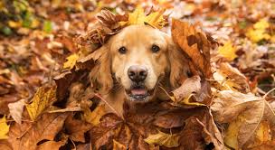 Fall leaves are like a big load of free organic fertilizer strewn about your yard. Great Tools Make Fall Yard Cleanup Easier Home Garden And Homestead