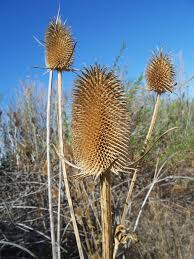 Image result for Dipsacus