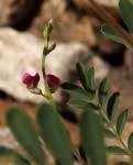 Image result for Tephrosia nyikensis