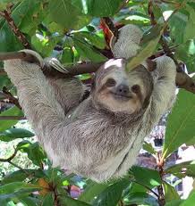 Woodprojects Animals Beautiful Cute Baby Sloths Cute Sloth