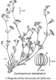 Image result for Apium leptophyllum