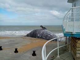 Installez la météo de langrune sur mer sur votre site. Insolite Une Baleine Grise S Echoue Sur La Plage De Langrune Sur Mer Liberte Caen