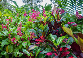 Image result for Erythrococca zambesiaca