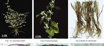 Image result for Nothosaerva