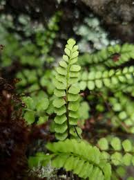 Image result for Diplazium humbertii