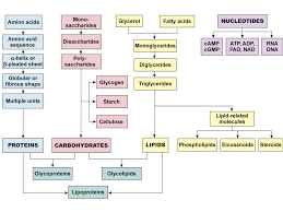 Biochemistry Tests For Food Macromolecules Lipid Pin On Biologia