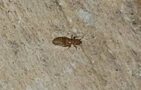 The bugs jump and appear to be mites, possibly wood or clover mites. Super Tiny Bugs On Certain Floors In My House Are These Termites Termites
