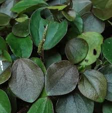 Image result for Peperomia fernandopoiana