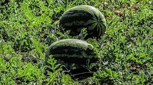 Ulat akan menyerang daun hingga daun berlubang dan rusak. Rahasia Sukses Menanam Semangka Agar Berbuah Besar Hasil Maksimal