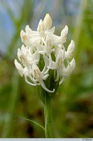 Image result for Habenaria
