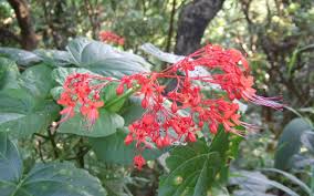 Image result for Clerodendrum silvanum