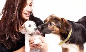 Is that a normal rate? Help My Dog Is Jealous Of The New Puppy What Should I Do