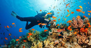 Scuba Diving Experience In Malvan From Goa