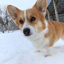 Buckeye puppies makes it easy to find healthy puppies from reputable dog breeders across pennsylvania, ohio, and more. Pembroke Welsh Corgi Puppies Breeders For Sale Adoption Mn