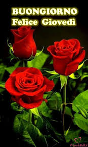 Immagini animate di fiori romantici gif 2023 e immagini di fiori fantastici rossi gif 2020, e molti bellissimi fiori o rose come fiori rose bianche e girasoli e. Buongiorno Giovedi Immagini Dolci Per Whatsapp Proverbibelli It Hybrid Tea Roses Beautiful Red Roses Rose Flower