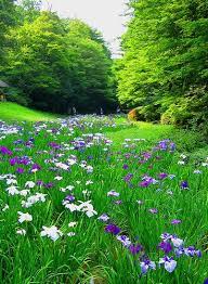The Shobu Flower Garden Beautiful Gardens Natural Garden Wild Flowers