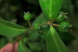 Image result for Buxaceae