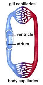 But unlike us, the chambers of their heart are not all muscular and are not so built into a single organ. Fish Heart Chamber Learn Structure Of Heart In Details In 4 Minutes
