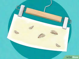 The majority of the time, we bring them into the house with our groceries. 4 Ways To Get Rid Of Moths Wikihow