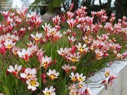 Harlequin Flower Sparaxis Tricolor At Dave S Garden All Pictures Are Contributed By Our Community African Plants Flowers Flower Photos