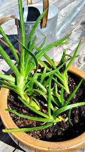 Though they love full sunlight an aloe vera plant how much sun does an aloe plant need: How To Care For An Aloe Vera Plant Reuse Grow Enjoy
