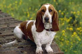 3 Most Reputable Basset Hound Breeders To Visit Near Me
