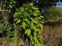 Image result for Carpodiptera africana