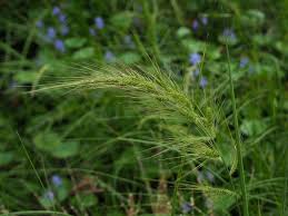 Image result for Echinochloa crus-pavonis