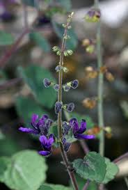 Image result for Equilabium