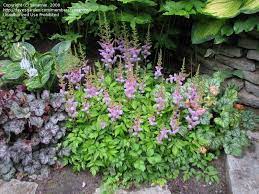 Full Size Picture Of Chinese Astilbe False Spirea False Goat S Beard Pumila Astilbe Chinensis Astilbe Perennial Flowering Plants Goats Beard