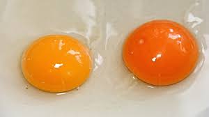 I don't remember seeing the chalaza when the egg broke but that might have been because i was so shocked at the. This Is What The Color Of Your Egg Yolk Means
