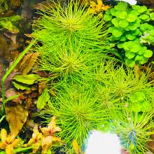 Image result for Pogostemon rogersii