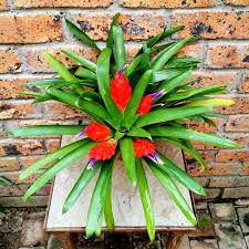 Image result for Kanahia laniflora